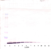 To detect Human MIP-3-beta by Western Blot analysis this antibody can be used at a concentration of 0.1-0.2 ug/ml. Used in conjunction with compatible secondary reagents the detection limit for recombinant Human MIP-3-beta is 1.5 - 3.0 ng/lane, under either reducing or non-reducing conditions.