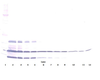 To detect mResistin by Western Blot analysis this antibody can be used at a concentration of 0.1 - 0.2 ug/ml. Used in conjunction with compatible secondary reagents the detection limit for recombinant mResistin is 1.5 - 3.0 ng/lane, under either reducing or non-reducing conditions.