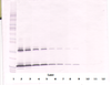 To detect hSCF by Western Blot analysis this antibody can be used at a concentration of 0.1-0.2 ug/ml. Used in conjunction with compatible secondary reagents the detection limit for recombinant hSCF is 1.5-3.0 ng/lane, under either reducing or non-reducing conditions.