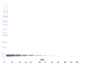 To detect Human SDF-1-beta by Western Blot analysis this antibody can be used at a concentration of 0.1-0.2 ug/ml. When used in conjunction with compatible secondary reagents, the detection limit for recombinant Human SDF-1-beta is 1.5-3.0 ng/lane, under either reducing or non-reducing conditions.