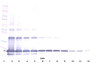 To detect hsRANKL by Western Blot analysis this antibody can be used at a concentration of 0.1 - 0.2 ug/ml. Used in conjunction with compatible secondary reagents the detection limit for recombinant hsRANKL is 1.5 - 3.0 ng/lane, under either reducing or non-reducing conditions.