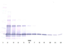 To detect hsRANKL by Western Blot analysis this antibody can be used at a concentration of 0.1-0.2 ug/ml. Used in conjunction with compatible secondary reagents the detection limit for recombinant hsRANKL is 1.5-3.0 ng/lane, under either reducing or non-reducing conditions.