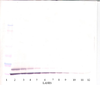 To detect hTARC by Western Blot analysis this antibody can be used at a concentration of 0.1-0.2 ug/ml. Used in conjunction with compatible secondary reagents the detection limit for recombinant hTARC is 1.5-3.0 ng/lane, under either reducing or non-reducing conditions.