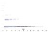 To detect Murine TNF-alpha by Western Blot analysis this antibody can be used at a concentration of 0.1-0.2 ug/ml. When used in conjunction with compatible secondary reagents, the detection limit for recombinant Murine TNF-alpha is 1.5-3.0 ng/lane, under either reducing or non-reducing conditions.