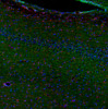 This antibody stained colchicine injected rat brain (hippocampus CA1 region) tissue. The primary antibody was incubated at 1.0 ug/ml overnight at 4˚C. This was followed by a peroxidase conjugated secondary antibody and then a fluorescein Tyramide Signal Amplification (TSA) reagent. Optimal concentrations and conditions may vary.
