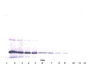 To detect hIL-11 by Western Blot analysis this antibody can be used at a concentration of 1.0-2.0 ug/ml. Used in conjunction with compatible secondary reagents the detection limit for recombinant hIL-11 is 0.25-0.50 ng/lane, under non-reducing conditions.