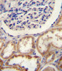 HtrA1 Antibody immunohistochemistry analysis in formalin fixed and paraffin embedded human kidney tissue followed by peroxidase conjugation of the secondary antibody and DAB staining.