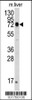 Antibody is used in Western blot to detect HSPA5 in mouse liver tissue lysate. HSPA5 (arrow) was detected using the purified Pab.