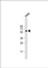 Western Blot at 1:2000 dilution + Hela whole cell lysate Lysates/proteins at 20 ug per lane.