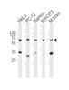 Western blot analysis of lysates from HeLa, rat PC-12, Ramos, mouse NIH/3T3 cell line, mouse brain tissue lysate (from left to right) , using PKM2-N491 at 1:1000 at each lane.