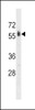 Western blot analysis in HepG2 cell line lysates (35ug/lane) .