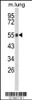 Western blot analysis of GC Antibody in mouse lung tissue lysates (35ug/lane)