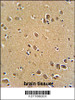 RFT1 antibody immunohistochemistry analysis in formalin fixed and paraffin embedded human brain tissue followed by peroxidase conjugation of the secondary antibody and DAB staining.