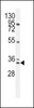 Western blot analysis in NCI-H292 cell line lysates (35ug/lane) .