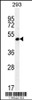 Western blot analysis in 293 cell line lysates (35ug/lane) .