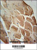 ACOT11 Antibody immunohistochemistry analysis in formalin fixed and paraffin embedded human skeletal muscle followed by peroxidase conjugation of the secondary antibody and DAB staining.