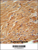 CCL21 Antibody immunohistochemistry analysis in formalin fixed and paraffin embedded mouse heart tissue followed by peroxidase conjugation of the secondary antibody and DAB staining.