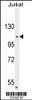 Western blot analysis in Jurkat cell line lysates (35ug/lane) .