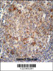 ABCC10 antibody immunohistochemistry analysis in formalin fixed and paraffin embedded human tonsil tissue followed by peroxidase conjugation of the secondary antibody and DAB staining.