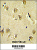 PP1R14C Antibody immunohistochemistry analysis in formalin fixed and paraffin embedded human brain tissue followed by peroxidase conjugation of the secondary antibody and DAB staining.