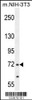 Western blot analysis in mouse NIH-3T3 cell line lysates (35ug/lane) .