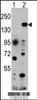 293 cell lysates (2 ug/lane) either nontransfected (Lane 1) or transiently transfected with the EHMT1 gene (Lane 2) .