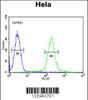 Flow cytometric analysis of Hela cells (right histogram) compared to a negative control cell (left histogram) .FITC-conjugated goat-anti-rabbit secondary antibodies were used for the analysis.