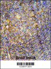 MME Antibody immunohistochemistry analysis in formalin fixed and paraffin embedded human tonsil tissue followed by peroxidase conjugation of the secondary antibody and DAB staining.
