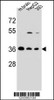 Western blot analysis in mouse brain tissue and HepG2, 293 cell line lysates (35ug/lane) .
