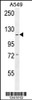 Western blot analysis in A549 cell line lysates (35ug/lane) .