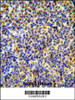 IKZF1 Antibody immunohistochemistry analysis in formalin fixed and paraffin embedded human tonsil tissue followed by peroxidase conjugation of the secondary antibody and DAB staining.