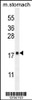 Western blot analysis in mouse stomach tissue lysates (35ug/lane) .