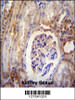 DYNLRB2 antibody immunohistochemistry analysis in formalin fixed and paraffin embedded human kidney tissue followed by peroxidase conjugation of the secondary antibody and DAB staining.