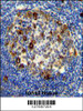 RPS6 antibody (Ser240/244) immunohistochemistry analysis in formalin fixed and paraffin embedded human tonsil tissue followed by peroxidase conjugation of the secondary antibody and DAB staining. This data demonstrates the use of the RPS6 antibody (Ser240/244) for immunohistochemistry.