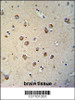 TECTB antibody immunohistochemistry analysis in formalin fixed and paraffin embedded human brain tissue followed by peroxidase conjugation of the secondary antibody and DAB staining.