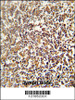 LRRC33 antibody immunohistochemistry analysis in formalin fixed and paraffin embedded human lymph node followed by peroxidase conjugation of the secondary antibody and DAB staining.