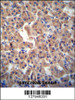 ATPBD3 antibody immunohistochemistry analysis in formalin fixed and paraffin embedded human pancreas tissue followed by peroxidase conjugation of the secondary antibody and DAB staining.