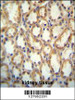 KCNT2 antibody immunohistochemistry analysis in formalin fixed and paraffin embedded human kidney tissue followed by peroxidase conjugation of the secondary antibody and DAB staining.