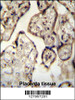 SYT8 antibody immunohistochemistry analysis in formalin fixed and paraffin embedded human Placenta tissue followed by peroxidase conjugation of the secondary antibody and DAB staining.