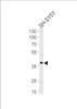 Western blot analysis of lysate from SH-SY5Y cell line, using SERPINI1 Antibody at 1:1000 at each lane.