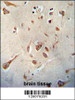 SERPINI1 antibody immunohistochemistry analysis in formalin fixed and paraffin embedded human brain tissue followed by peroxidase conjugation of the secondary antibody and DAB staining.