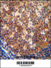 IL12B antibody immunohistochemistry analysis in formalin fixed and paraffin embedded human tonsil tissue followed by peroxidase conjugation of the secondary antibody and DAB staining.