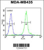 Flow cytometric analysis of MDA-MB435 cells (right histogram) compared to a negative control cell (left histogram) .FITC-conjugated goat-anti-rabbit secondary antibodies were used for the analysis.