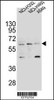 Western blot analysis in NCI-H292, NCI-H460 and A549 cell line lysates (35ug/lane) .