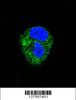 Confocal immunofluorescent analysis of ADORA2A Antibody with HepG2 cell followed by Alexa Fluor 488-conjugated goat anti-rabbit lgG (green) . DAPI was used to stain the cell nuclear (blue) .