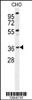 Western blot analysis in CHO cell line lysates (35ug/lane) .