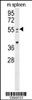 Western blot analysis in mouse spleen tissue lysates (35ug/lane) .