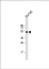 Western Blot at 1:8000 dilution + DU145 whole cell lysate Lysates/proteins at 20 ug per lane.