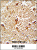 PIGX antibody immunohistochemistry analysis in formalin fixed and paraffin embedded human brain tissue followed by peroxidase conjugation of the secondary antibody and DAB staining.