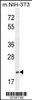 Western blot analysis in mouse NIH-3T3 cell line lysates (35ug/lane) .